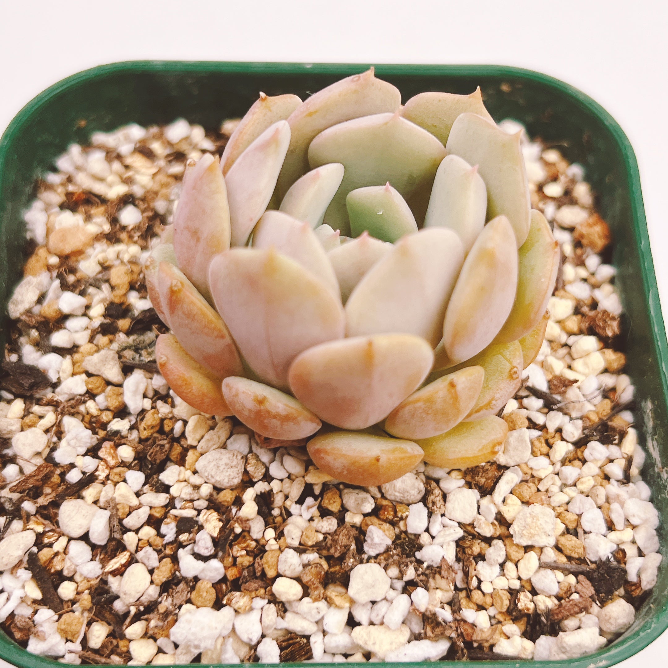 クララ 635 – Bull Succulent