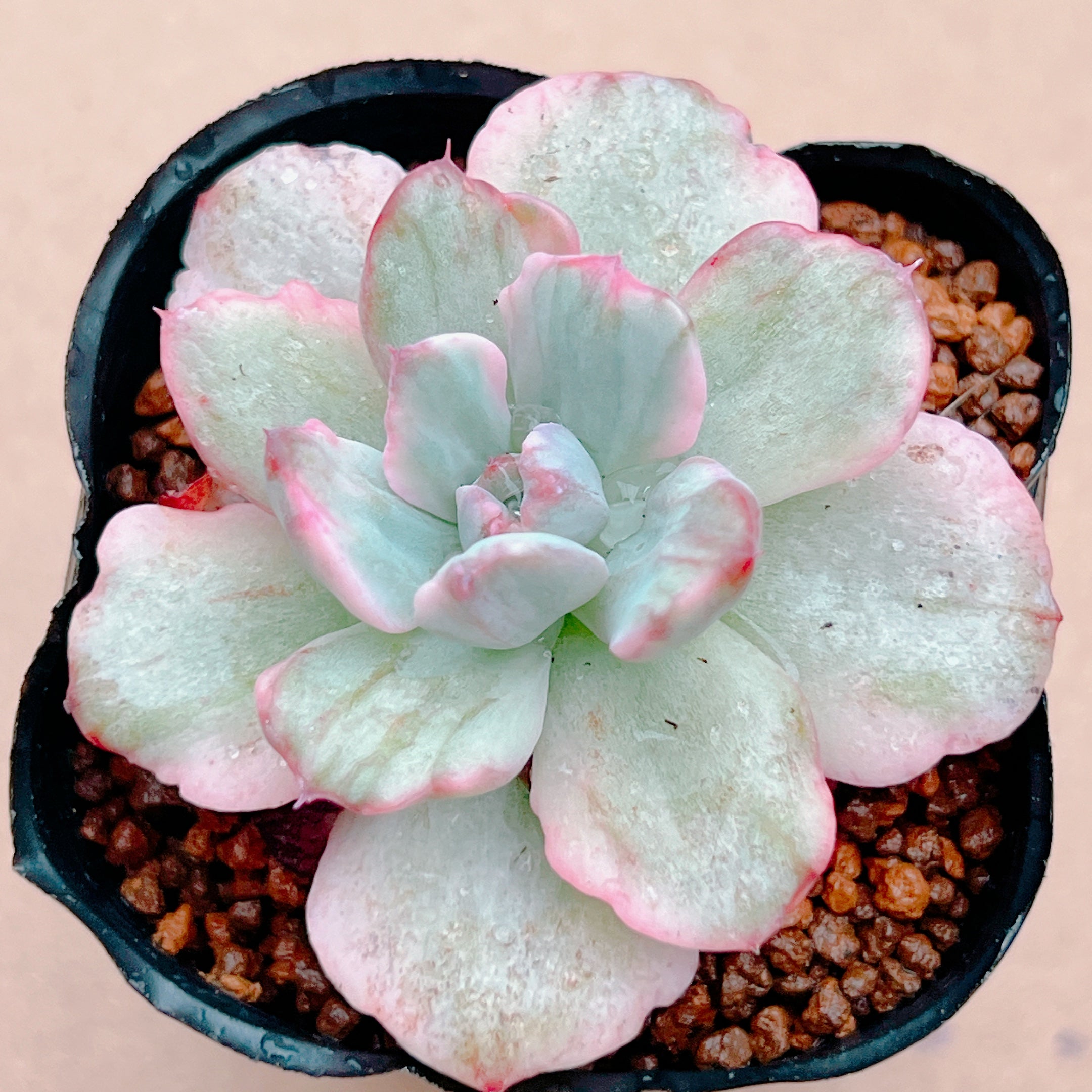 ホルウェイ錦 207 – Bull Succulent