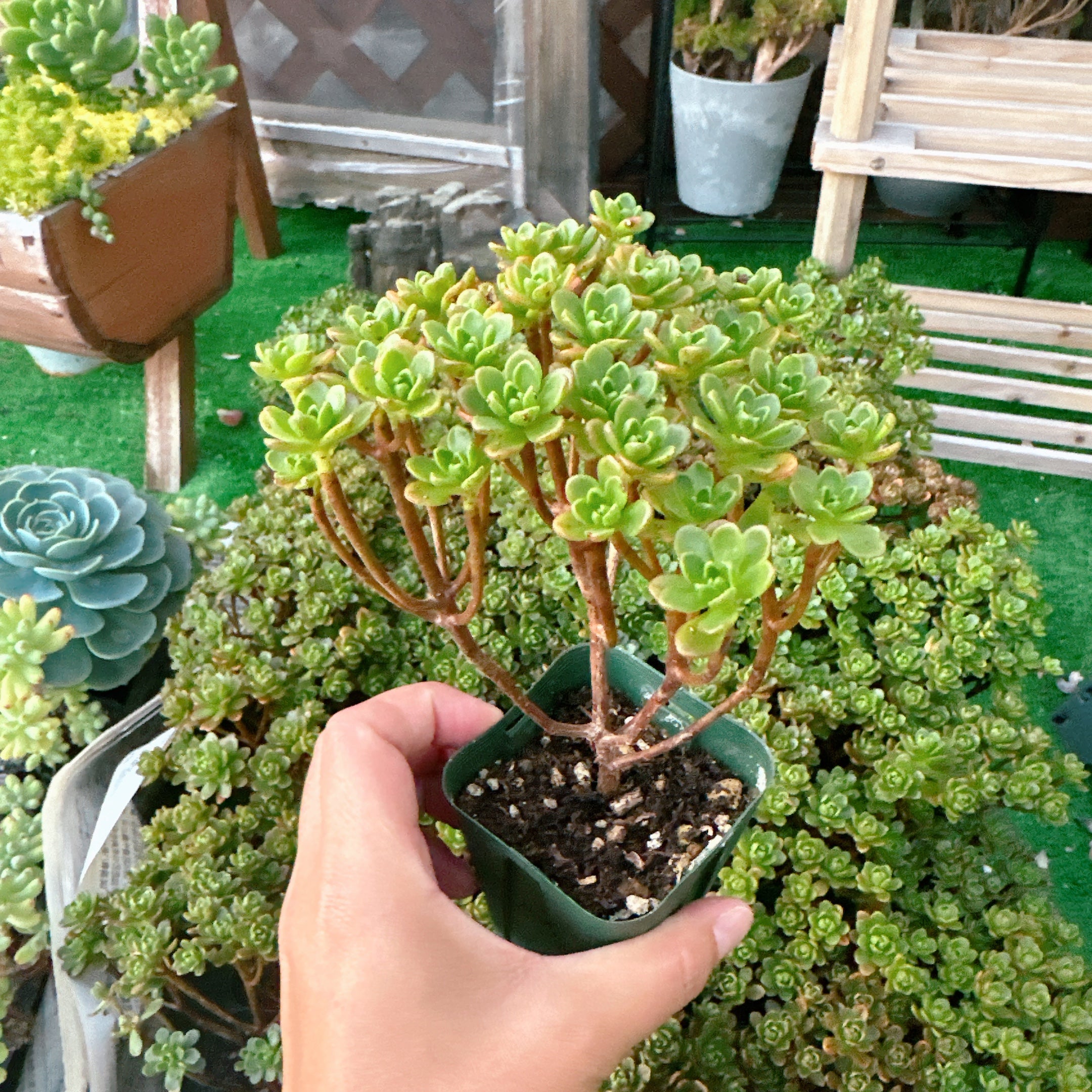 小人の花束 特級品 – Bull Succulent 小人の花束 特級品 – Bull Succulent