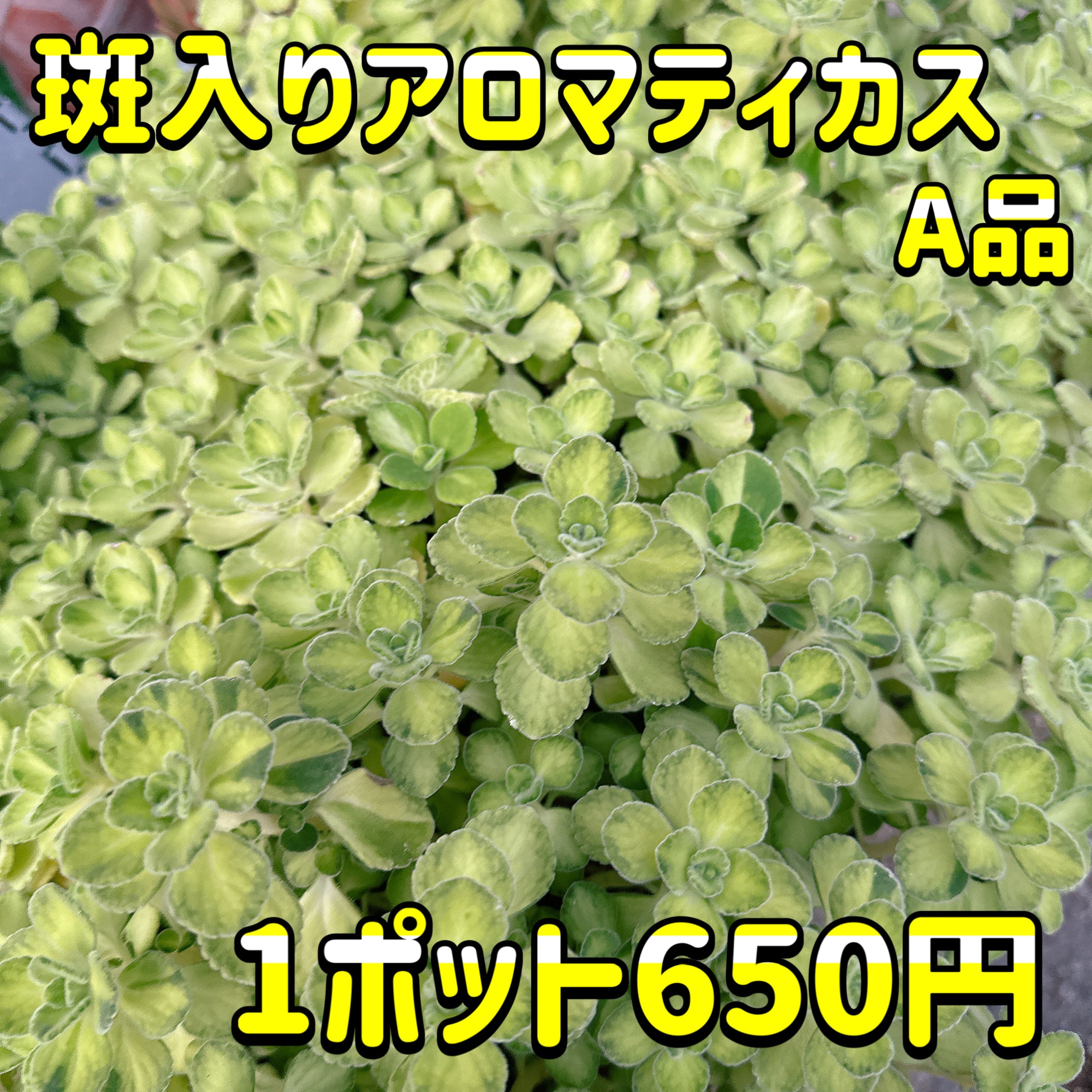 斑入りアロマティカス(ライムシャワー) A品 – Bull Succulent