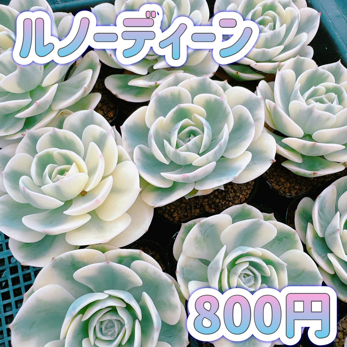 ルノーディーン