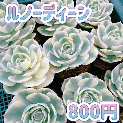 ルノーディーン