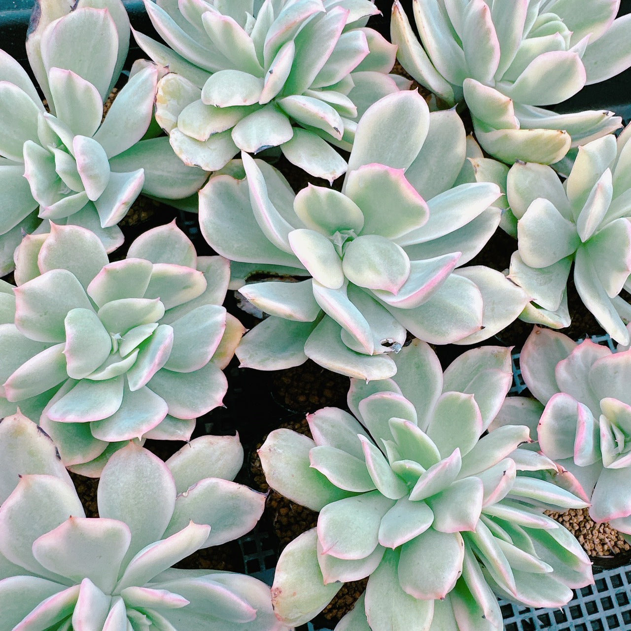 ルエラ錦 – Bull Succulent