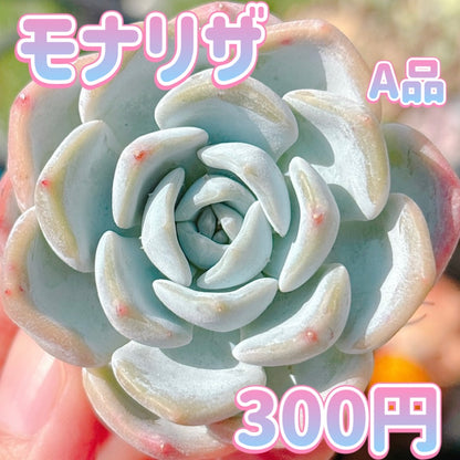 モナリザ　A品