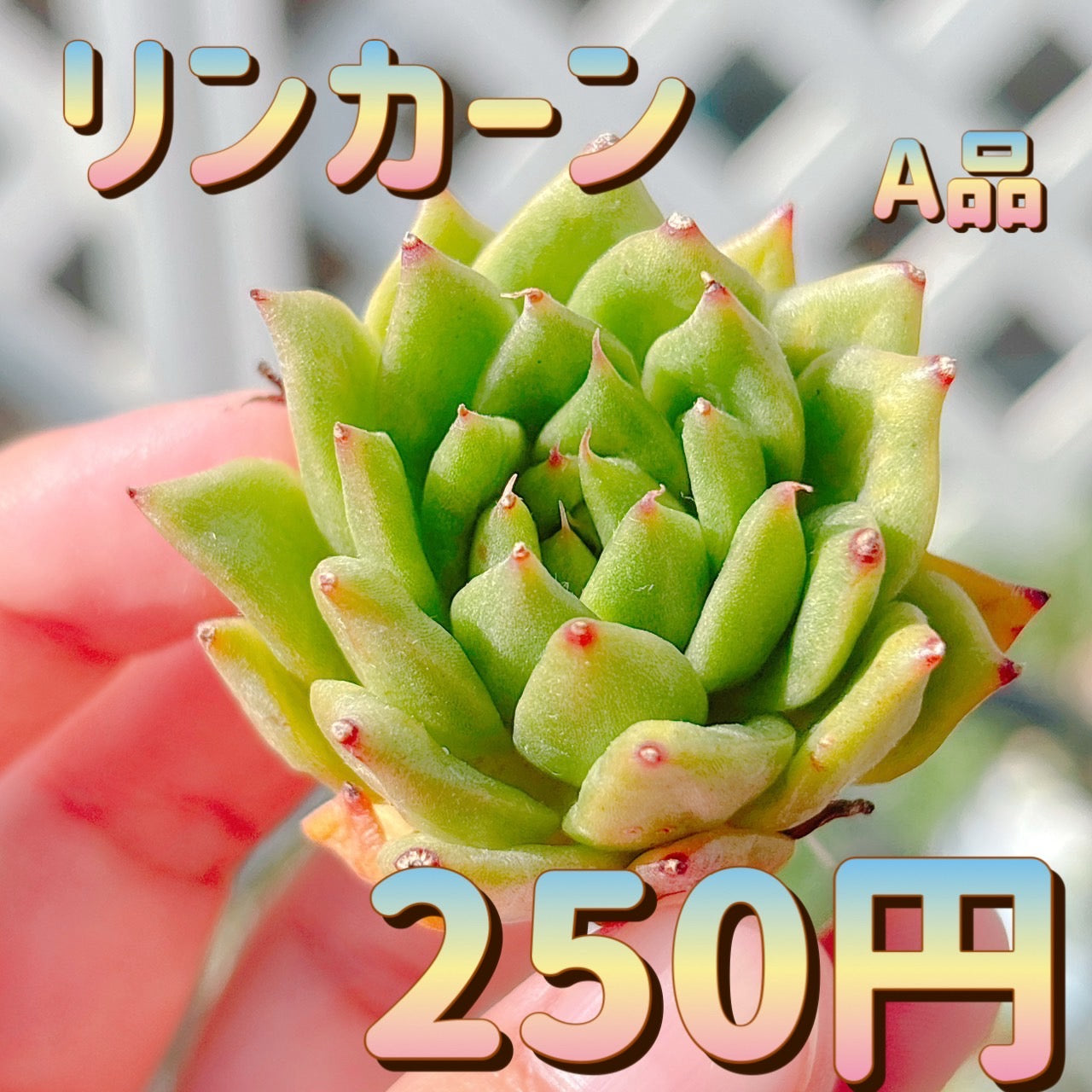 リンカーン　A品