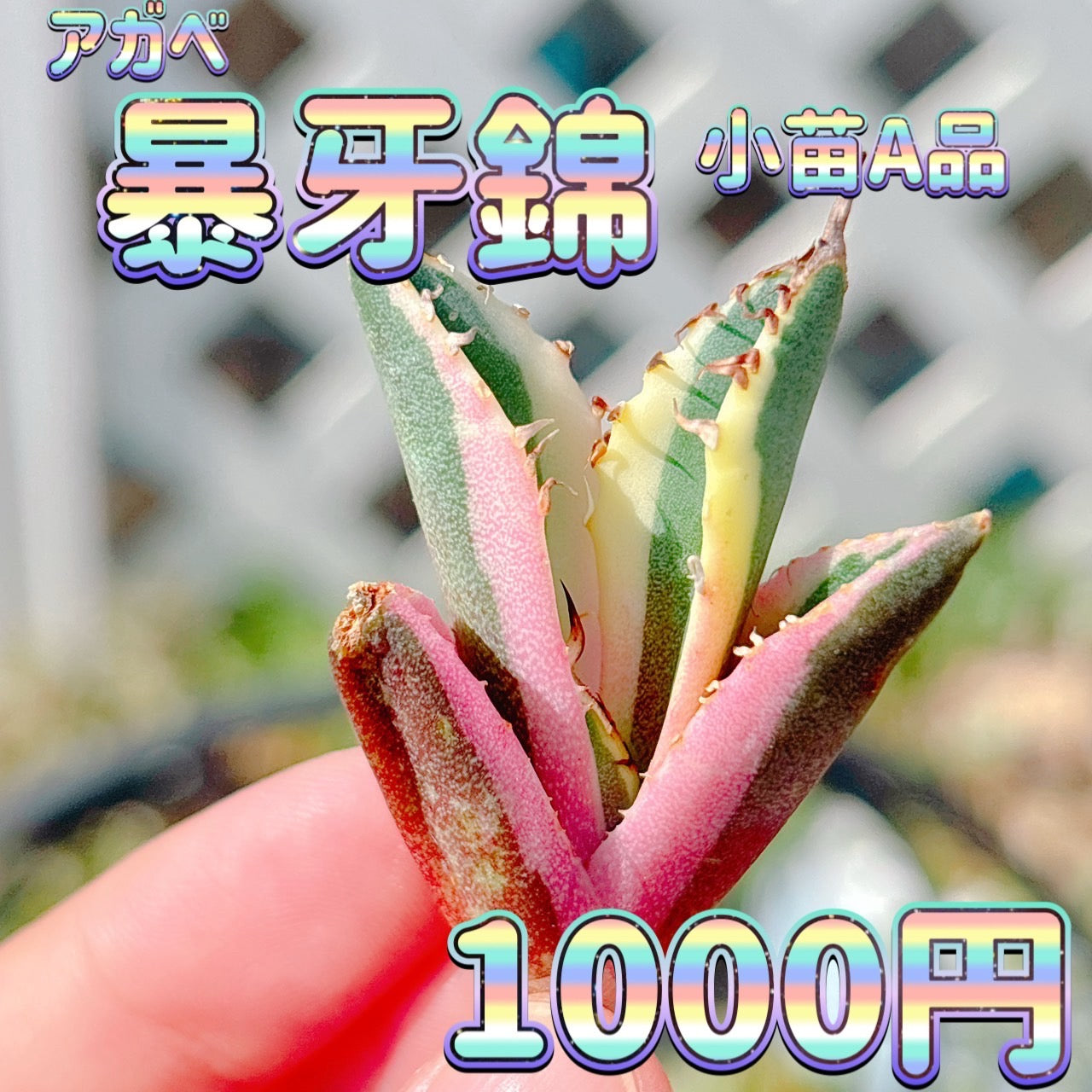 暴牙錦　小苗　A品