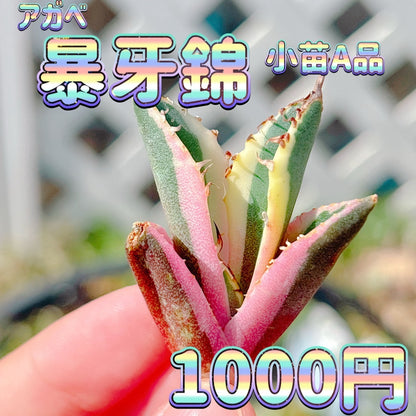 暴牙錦　小苗　A品