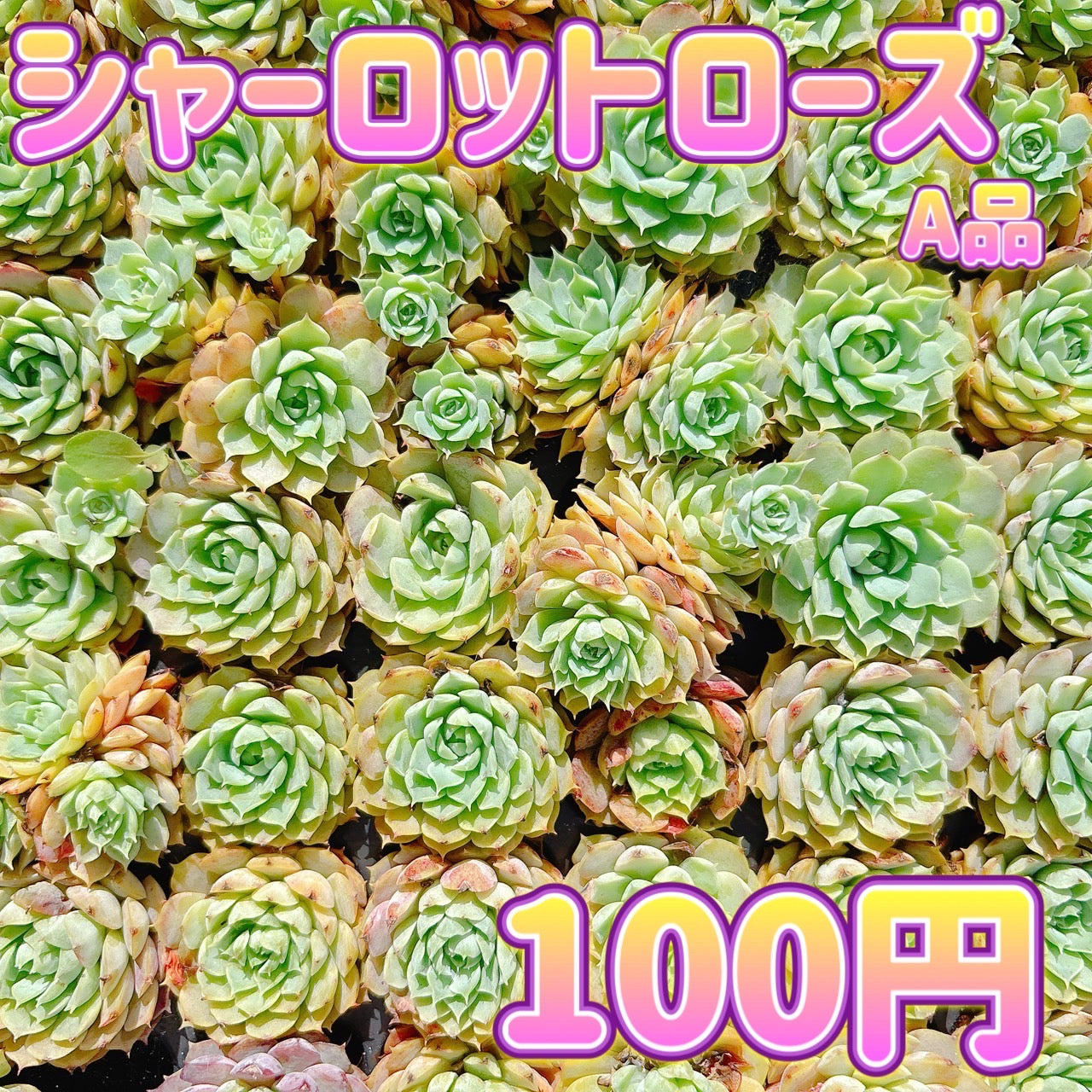 シャーロットローズ　A品　プラグ苗