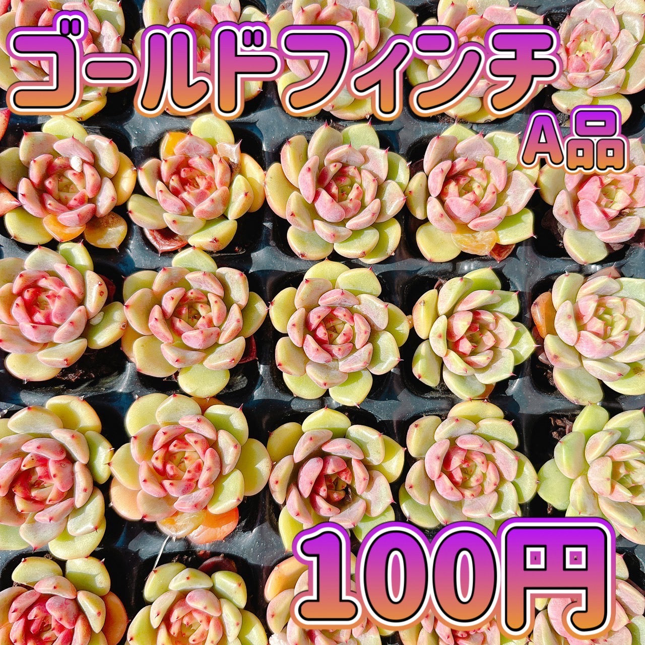 ゴールドフィンチ　A品　プラグ苗