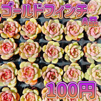 ゴールドフィンチ　A品　プラグ苗