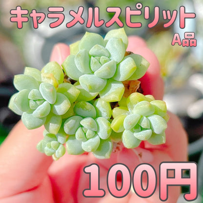 キャラメルスピリット　A品　プラグ苗