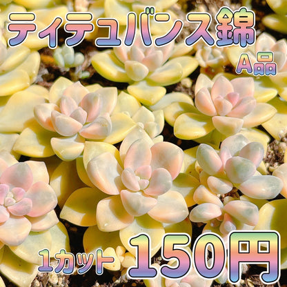 ティテュバンス錦　A品
