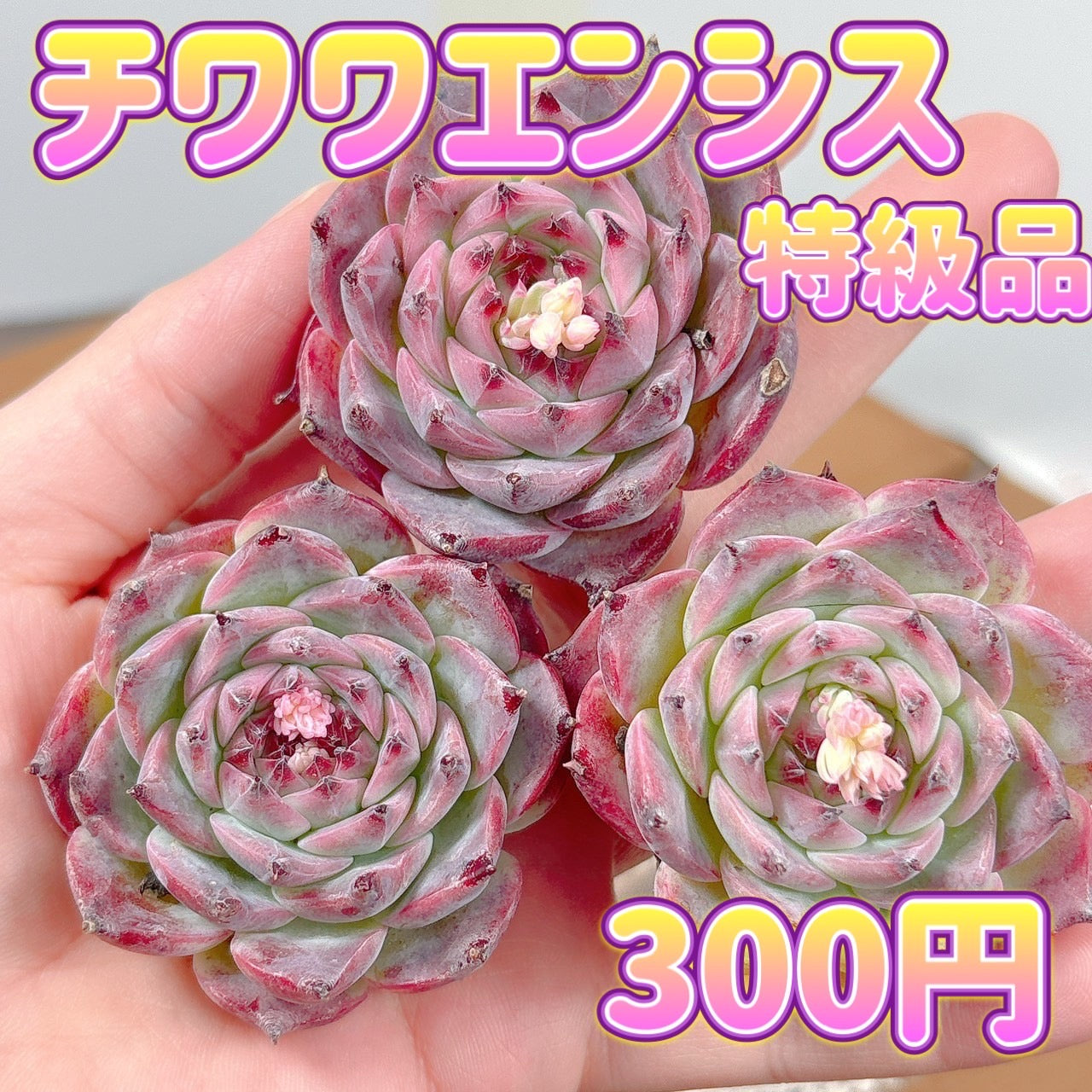 商品一覧 – Page 3 – Bull Succulent