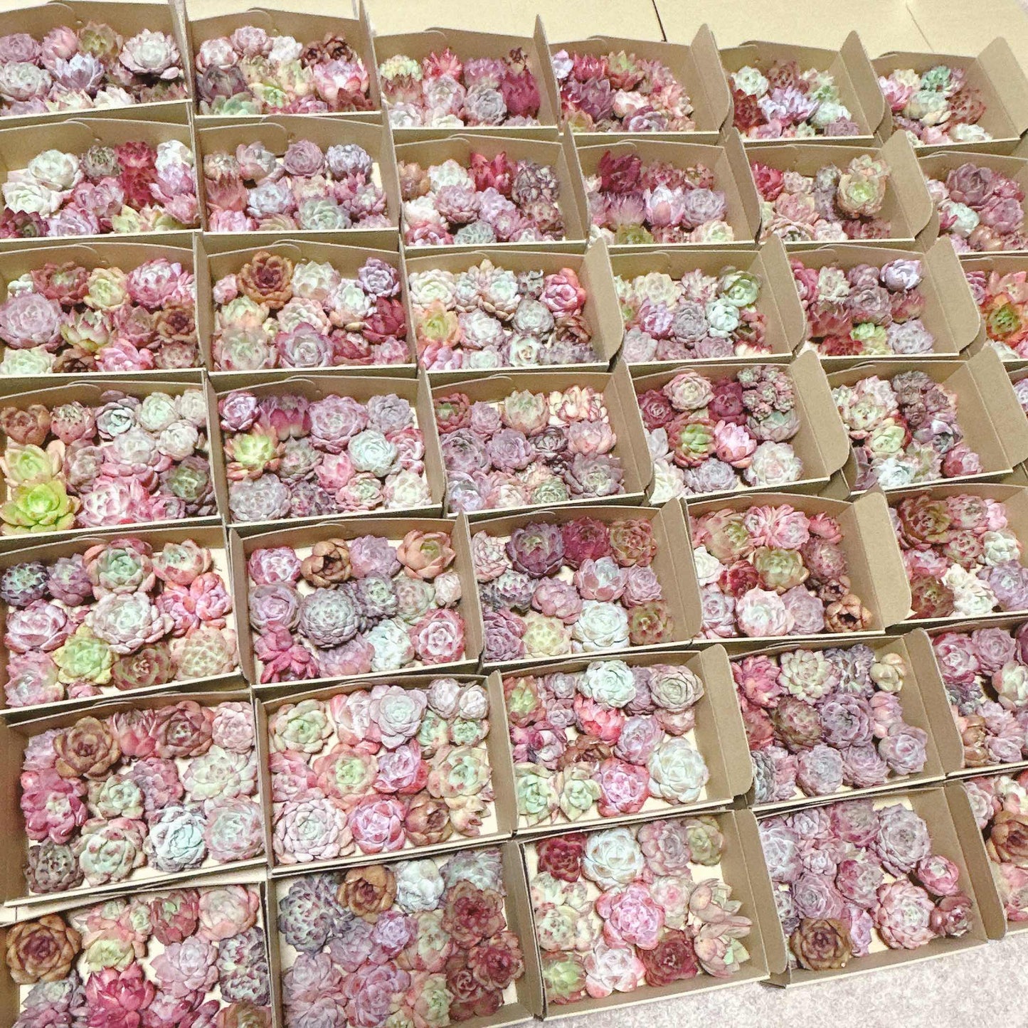 寄せ植えセットA 箱サイズ15cm×10cm