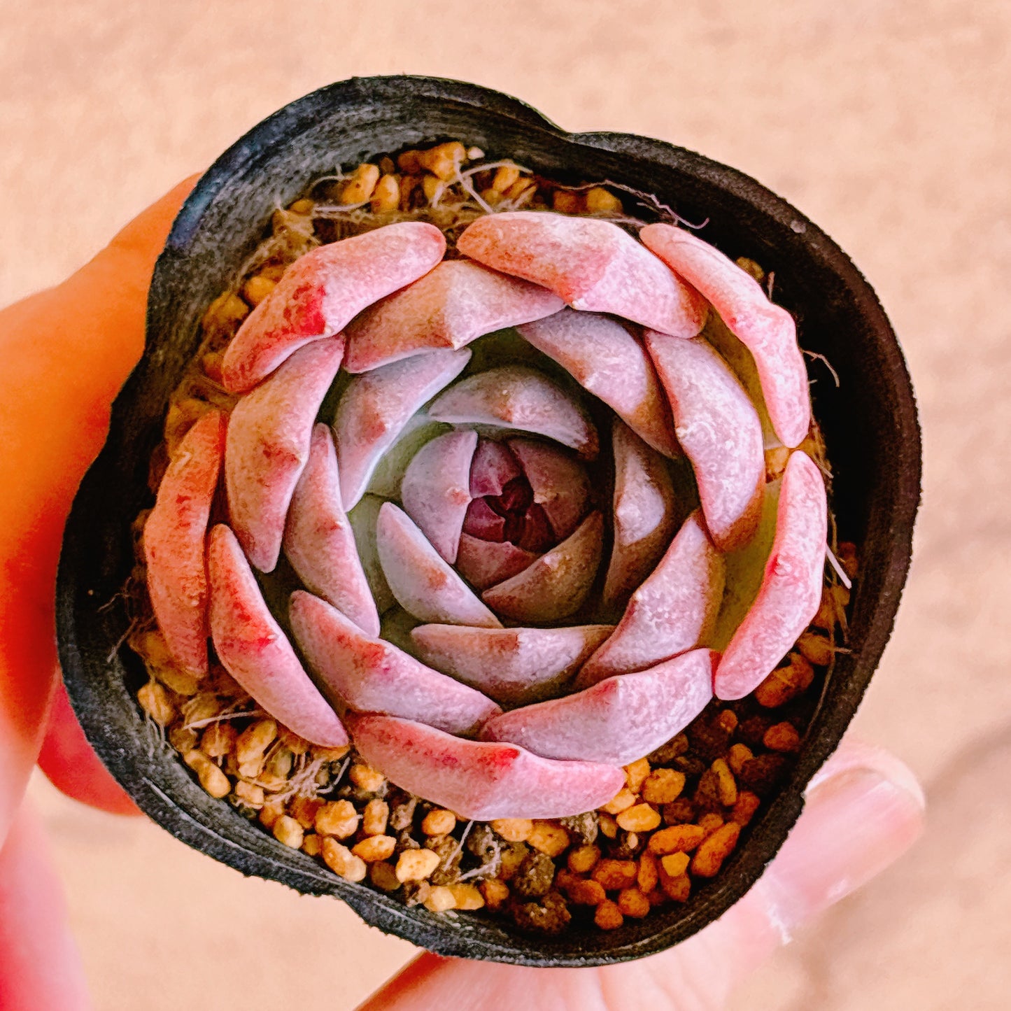 キャロライン　A品 　根付き苗