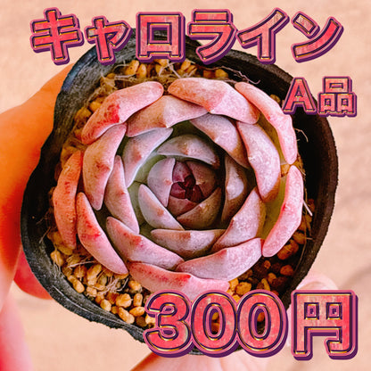 キャロライン　A品 　根付き苗