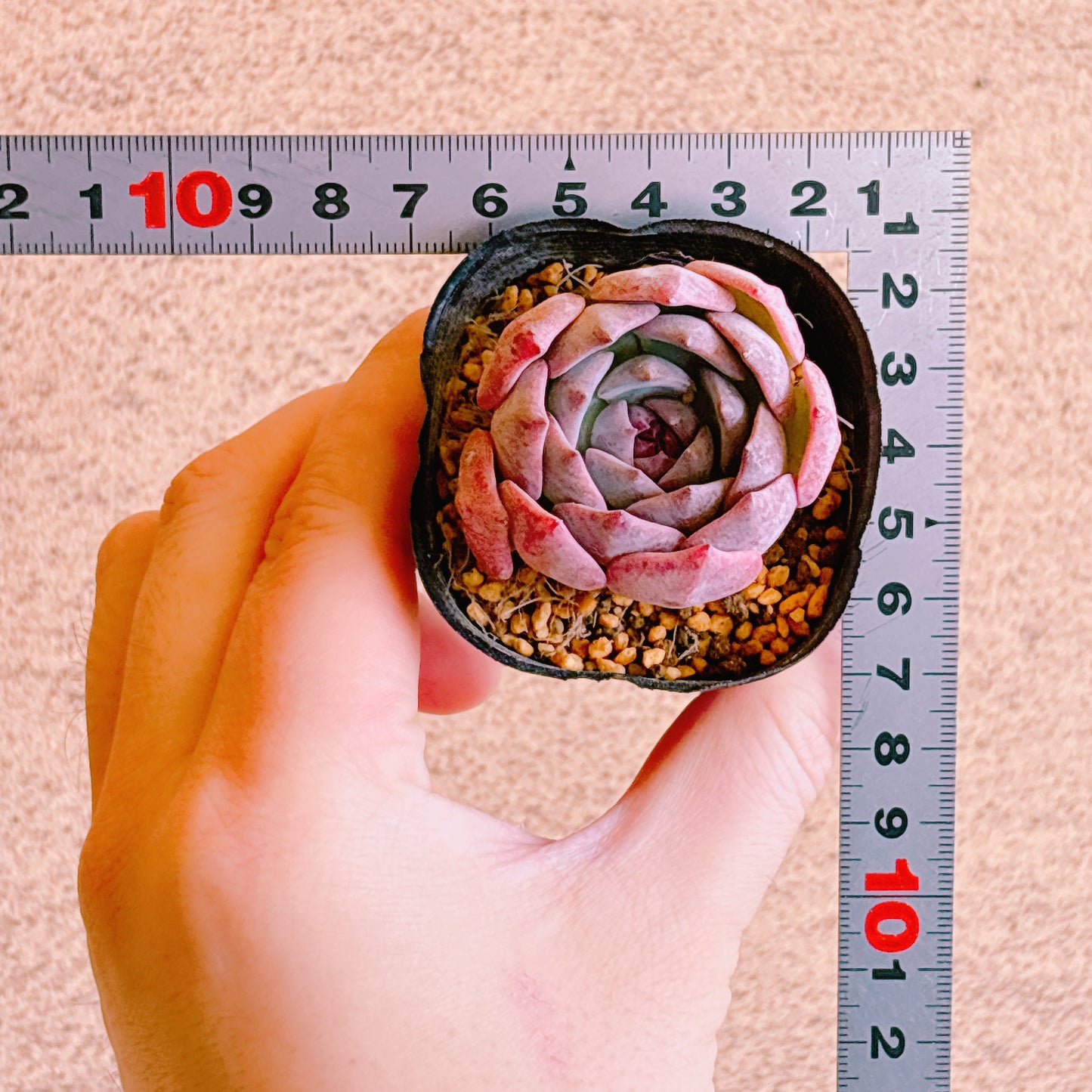 キャロライン　A品 　根付き苗