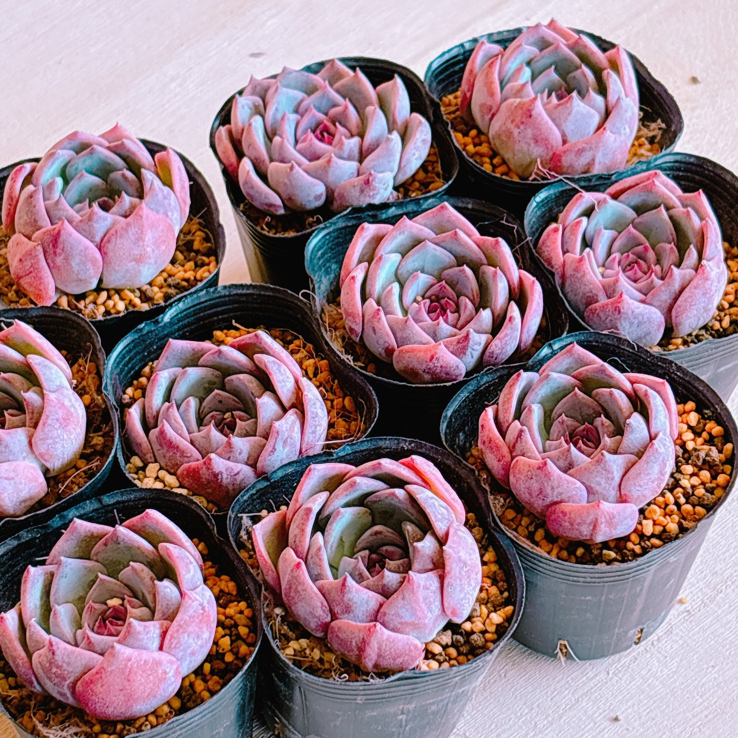 キャロライン　A品 　根付き苗