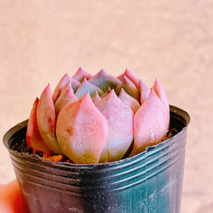 キャロライン　A品 　根付き苗