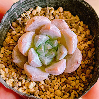 星影　A品 　根付き苗