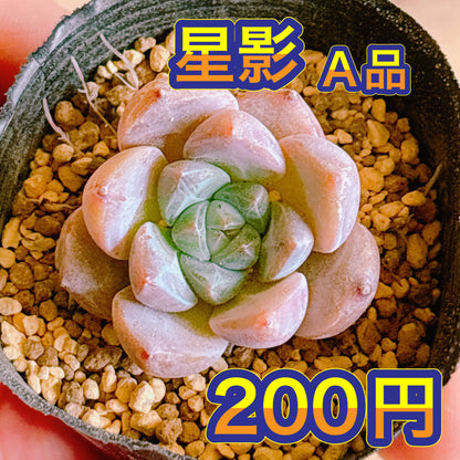星影　A品 　根付き苗