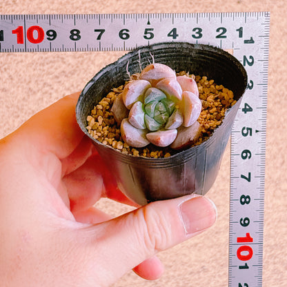 星影　A品 　根付き苗