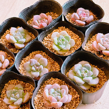 星影　A品 　根付き苗