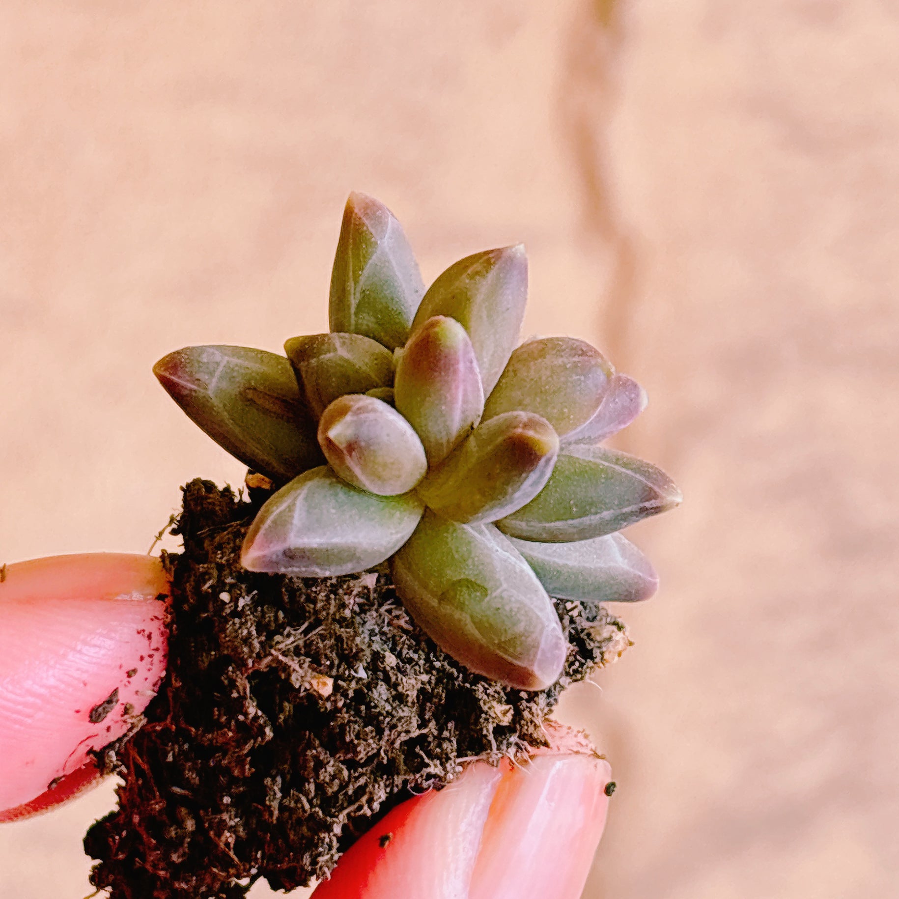 商品一覧 – Bull Succulent