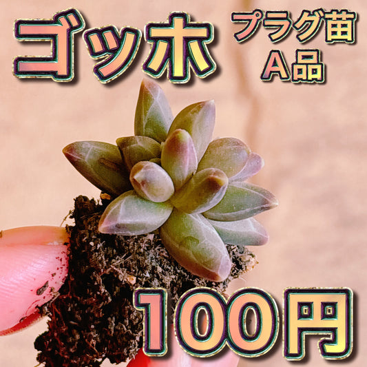 ゴッホ　A品　プラグ苗