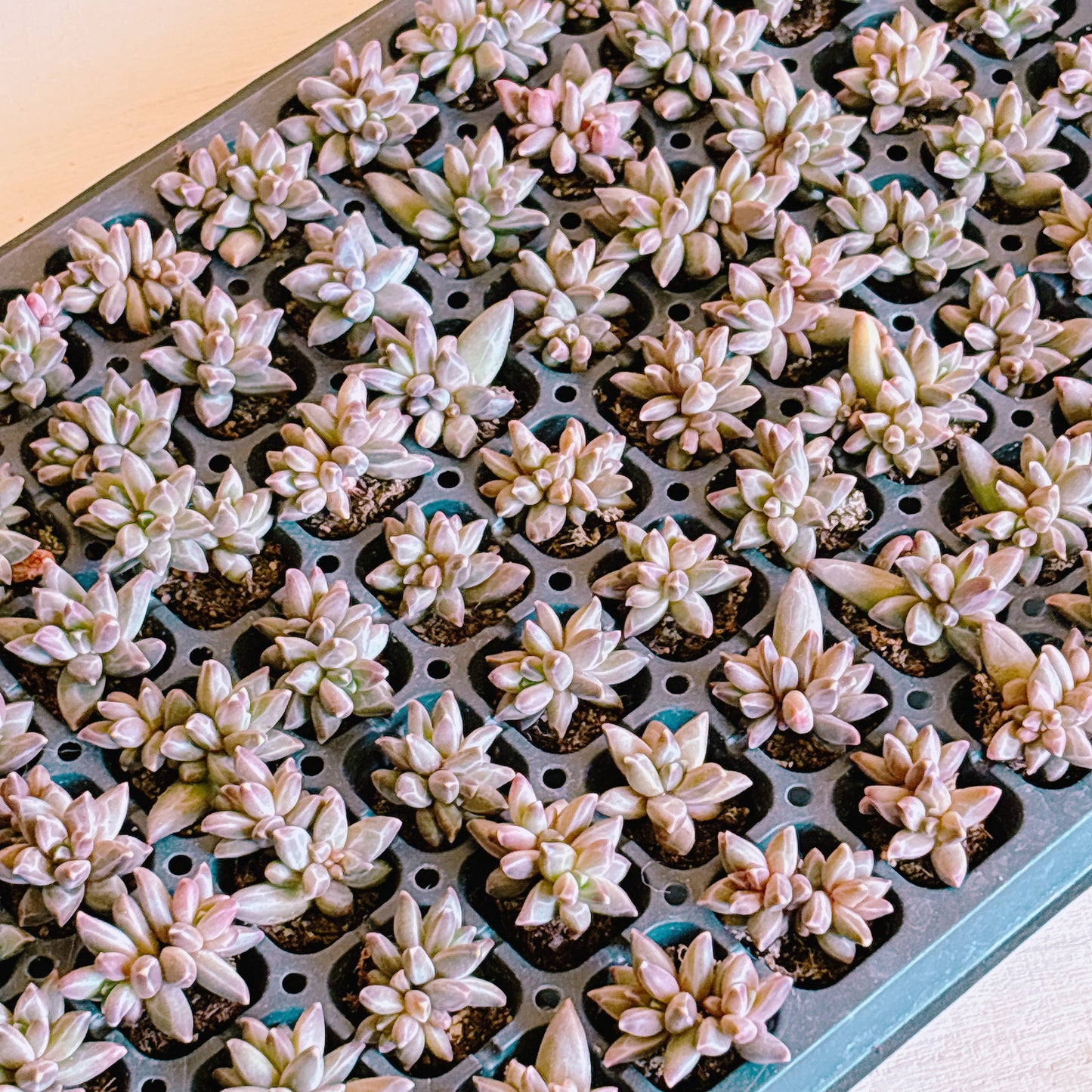 ゴッホ　A品　プラグ苗