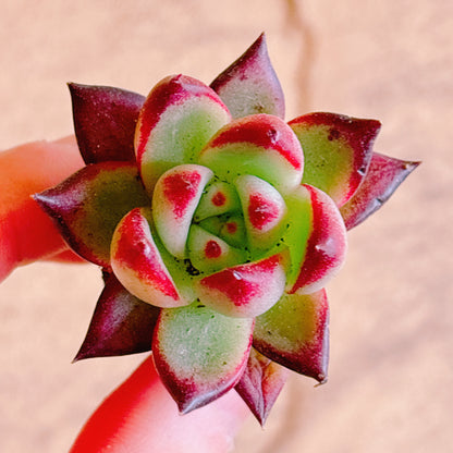 ロカ　A品　プラグ苗