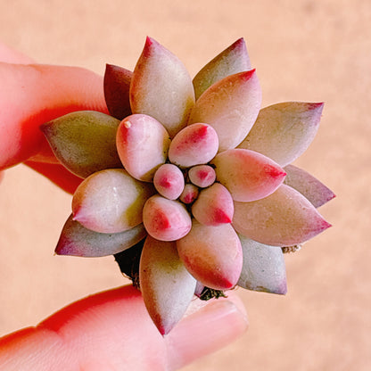 キンギョヒメ　A品　プラグ苗