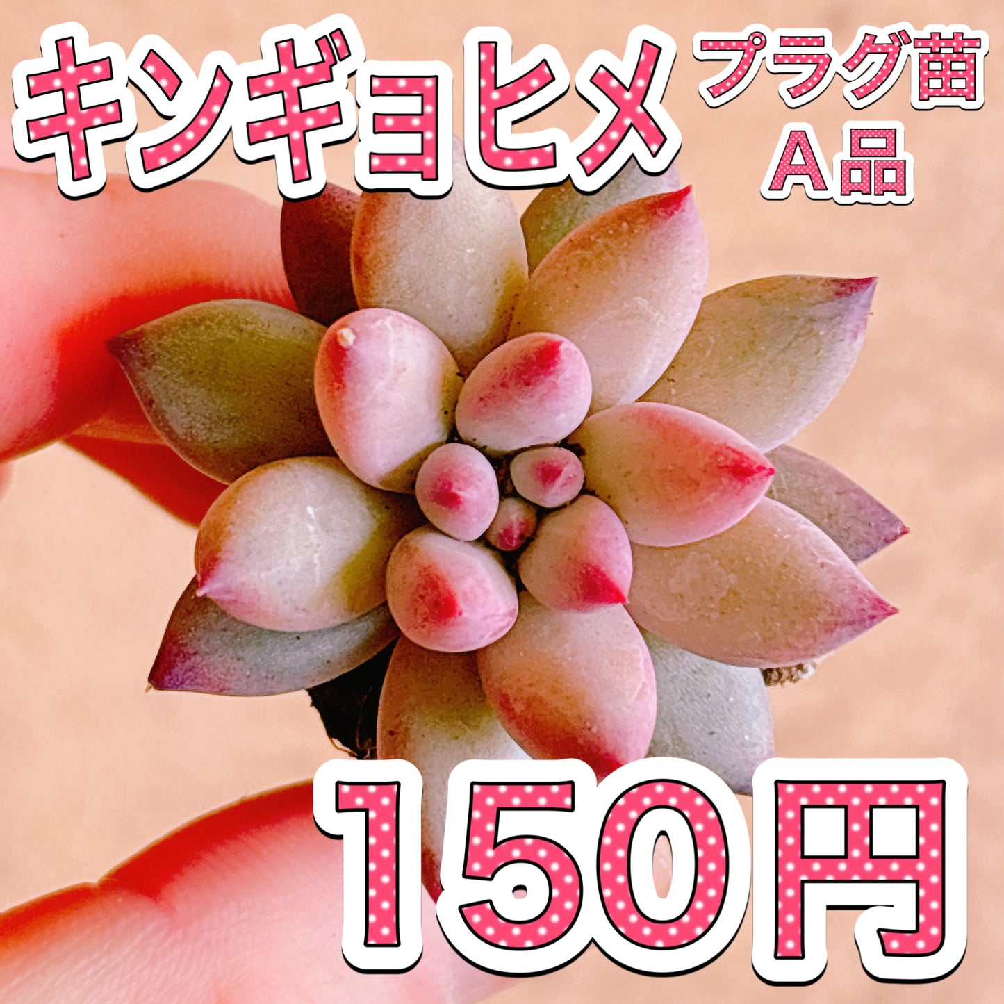 キンギョヒメ　A品　プラグ苗