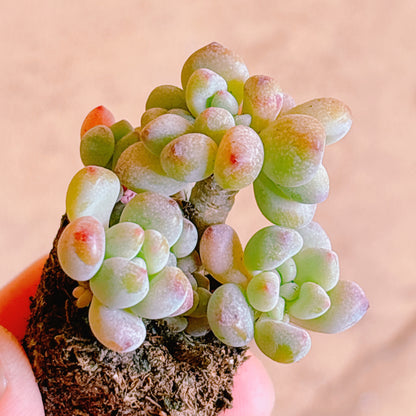 ラウル錦　A品　プラグ苗