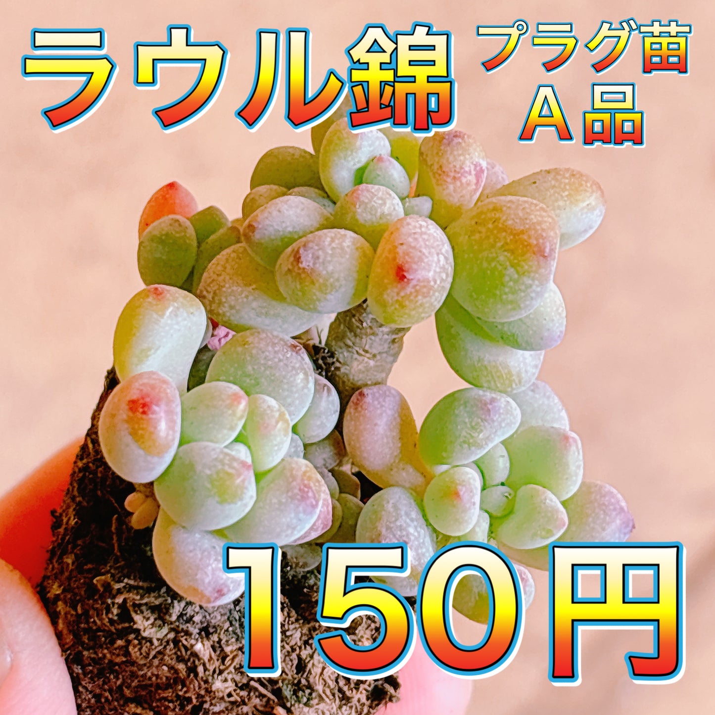 ラウル錦　A品　プラグ苗