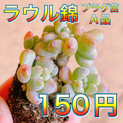 ラウル錦　A品　プラグ苗