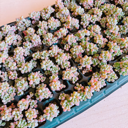 ラウル錦　A品　プラグ苗