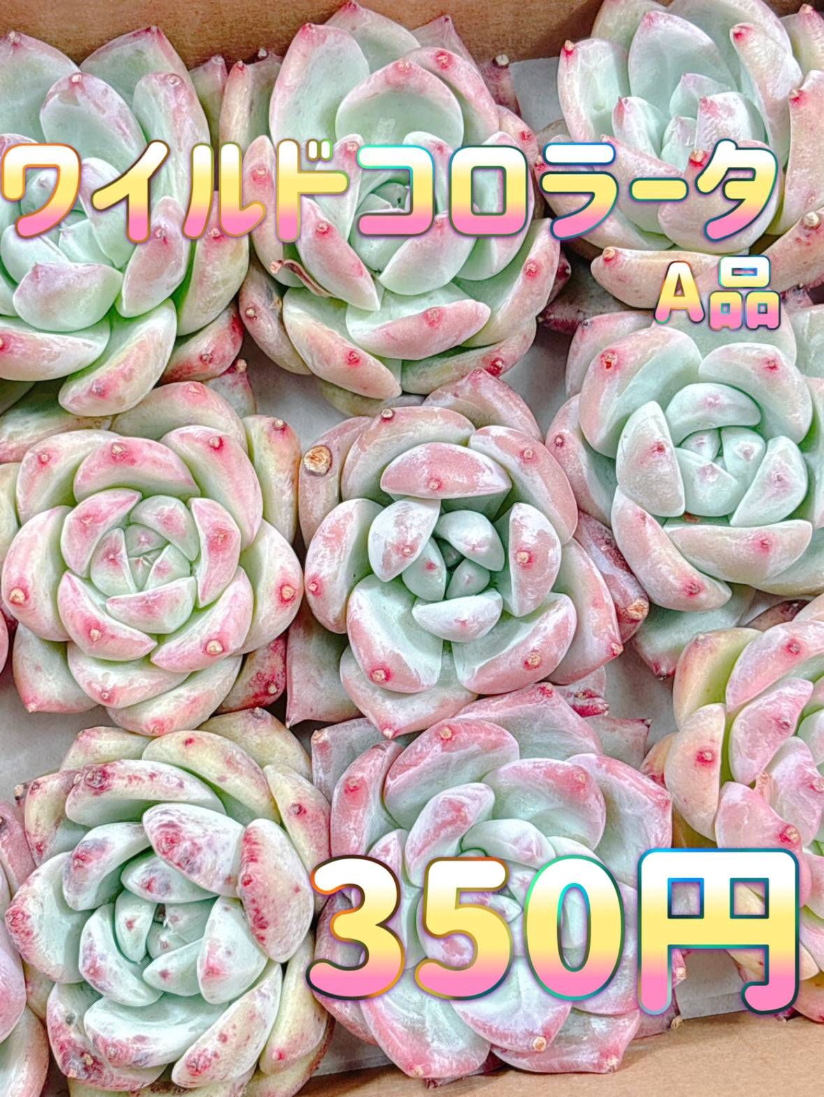 多肉植物 ロイヤルシャネル錦 - メルカリ