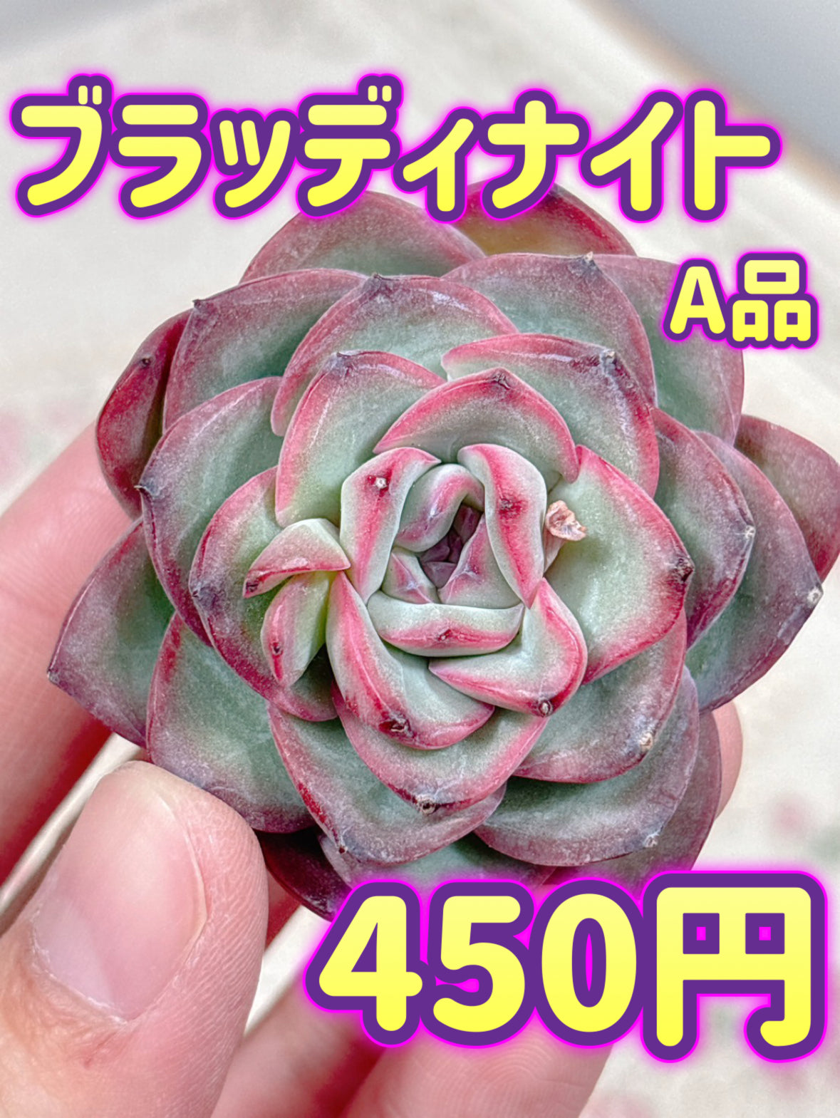 多肉植物 ロイヤルシャネル錦 - メルカリ
