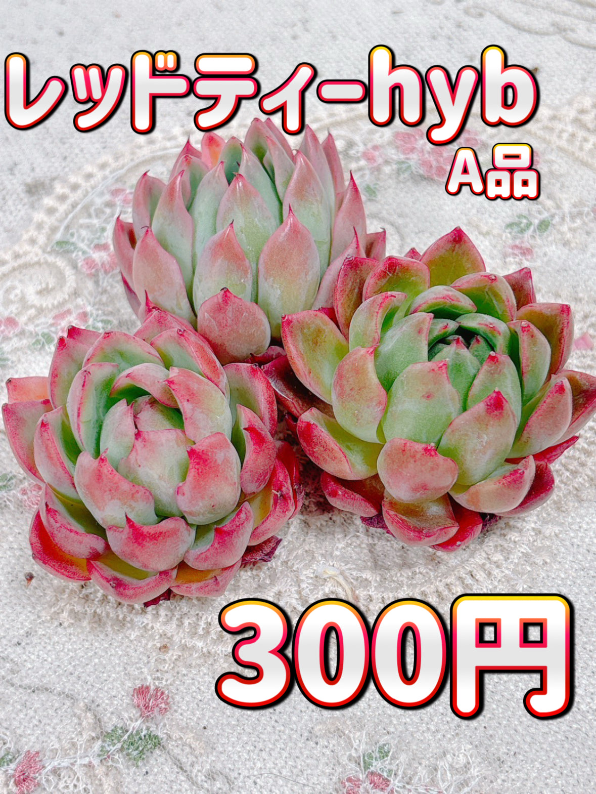 多肉植物の販売・通販サイト | Bull Succulent(ブルサキュレント)