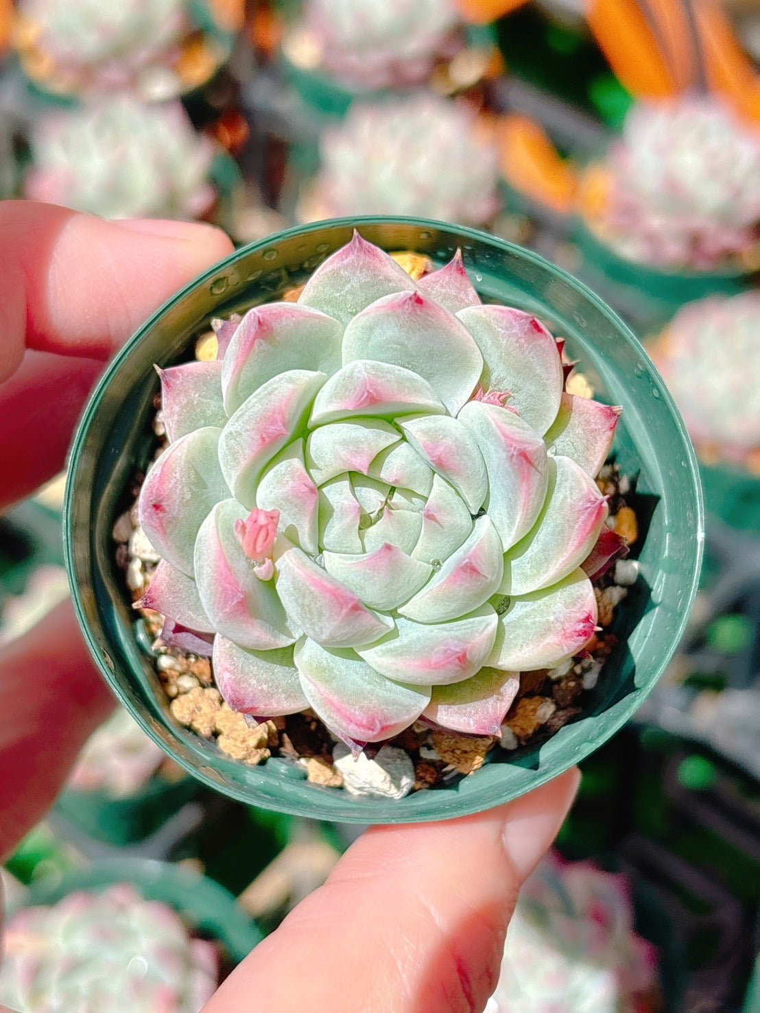 ⑭ 多肉植物セット（抜き苗）