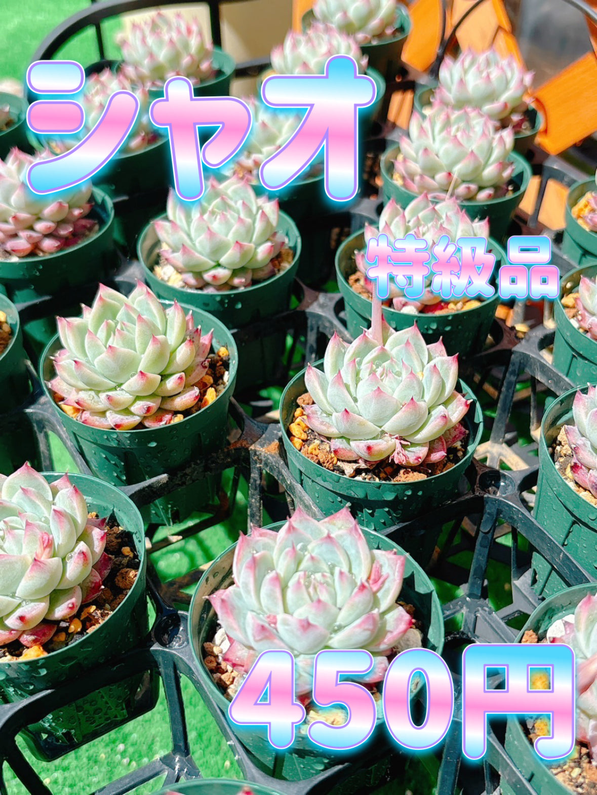 多肉植物の販売・通販サイト | Bull Succulent(ブルサキュレント)
