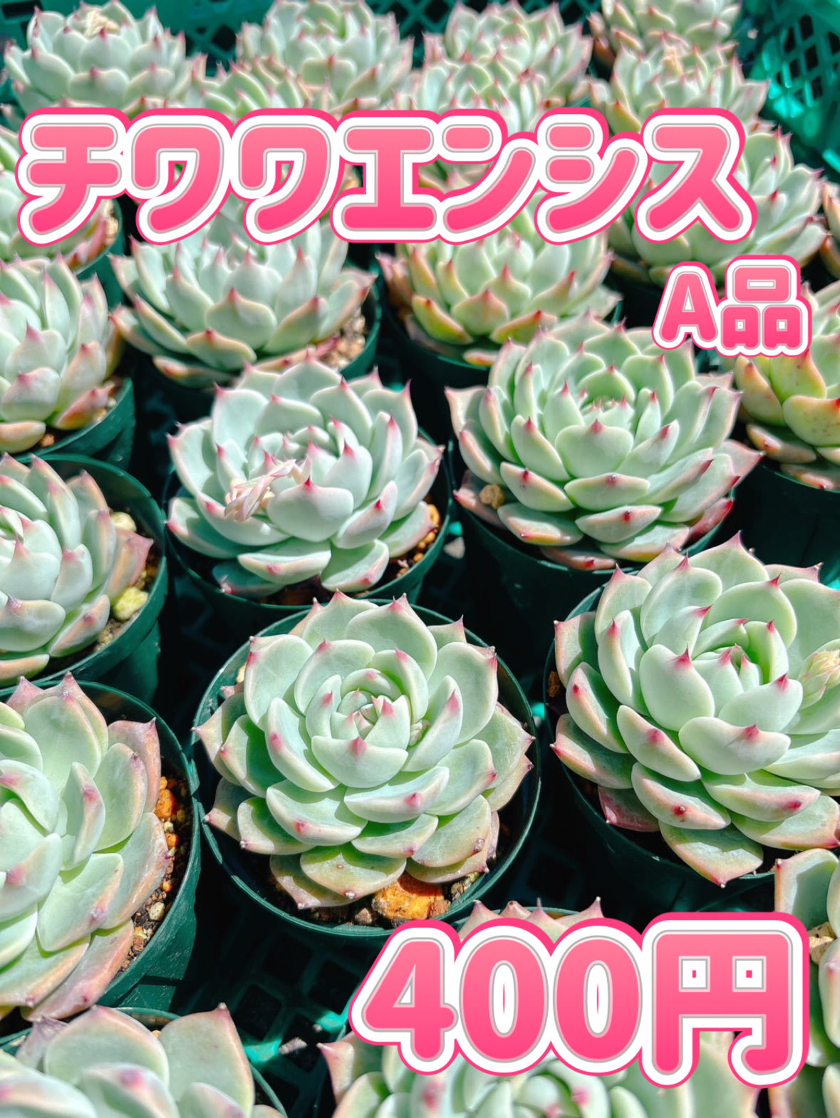 多肉植物の販売・通販サイト | Bull Succulent(ブルサキュレント)