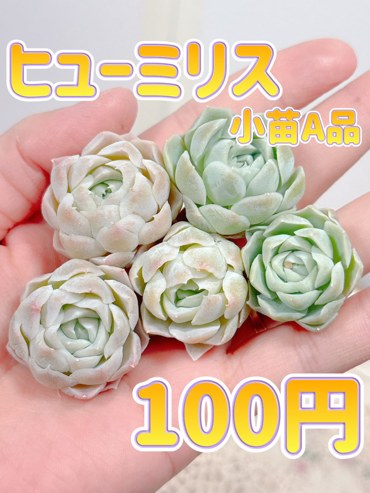 多肉植物の販売・通販サイト | Bull Succulent(ブルサキュレント)