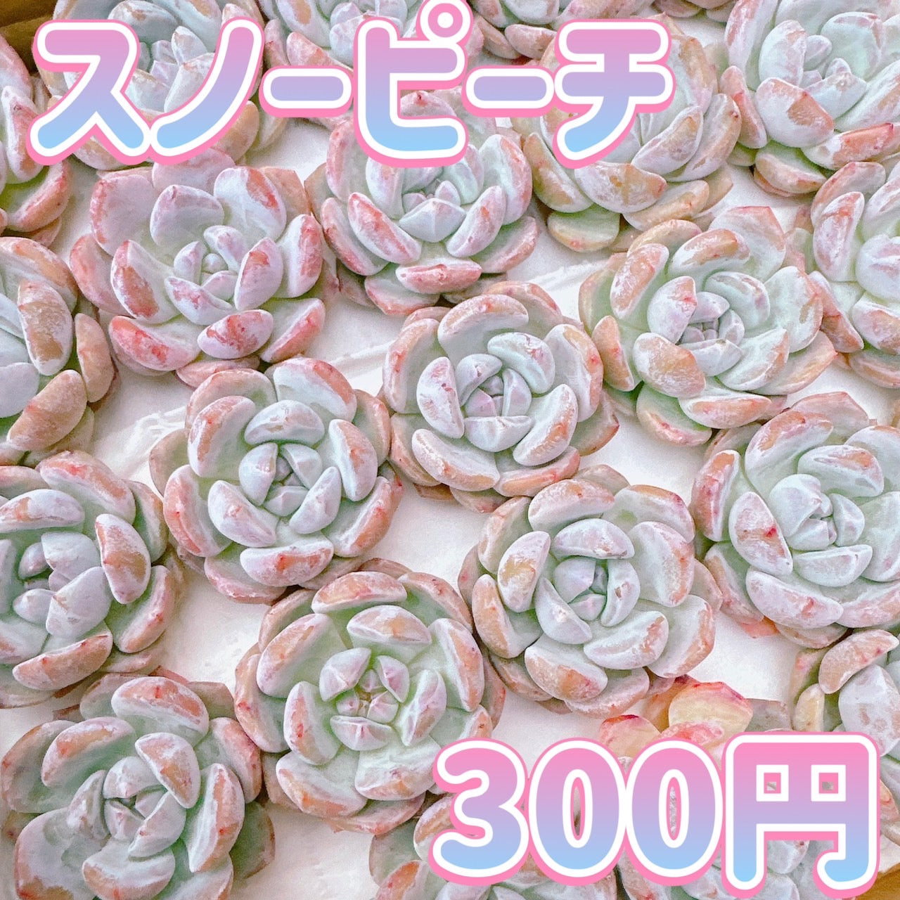 スノーピーチ – Bull Succulent