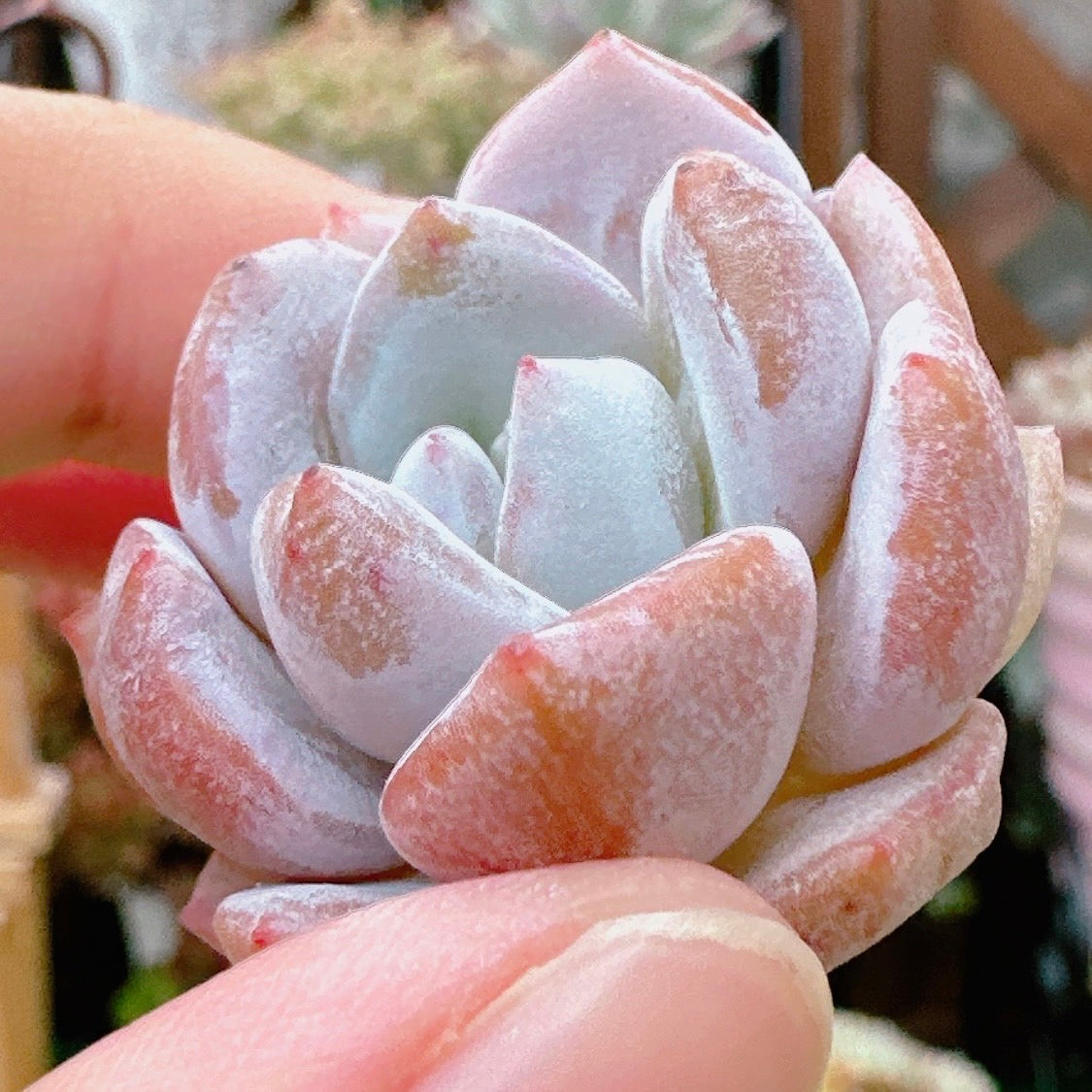 ジェリーオレンジ – Bull Succulent