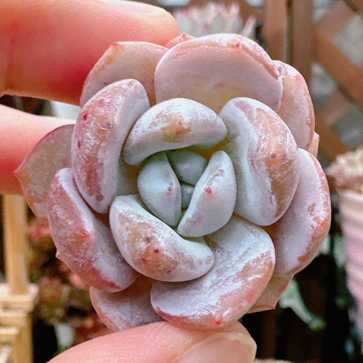 ジェリーオレンジ – Bull Succulent