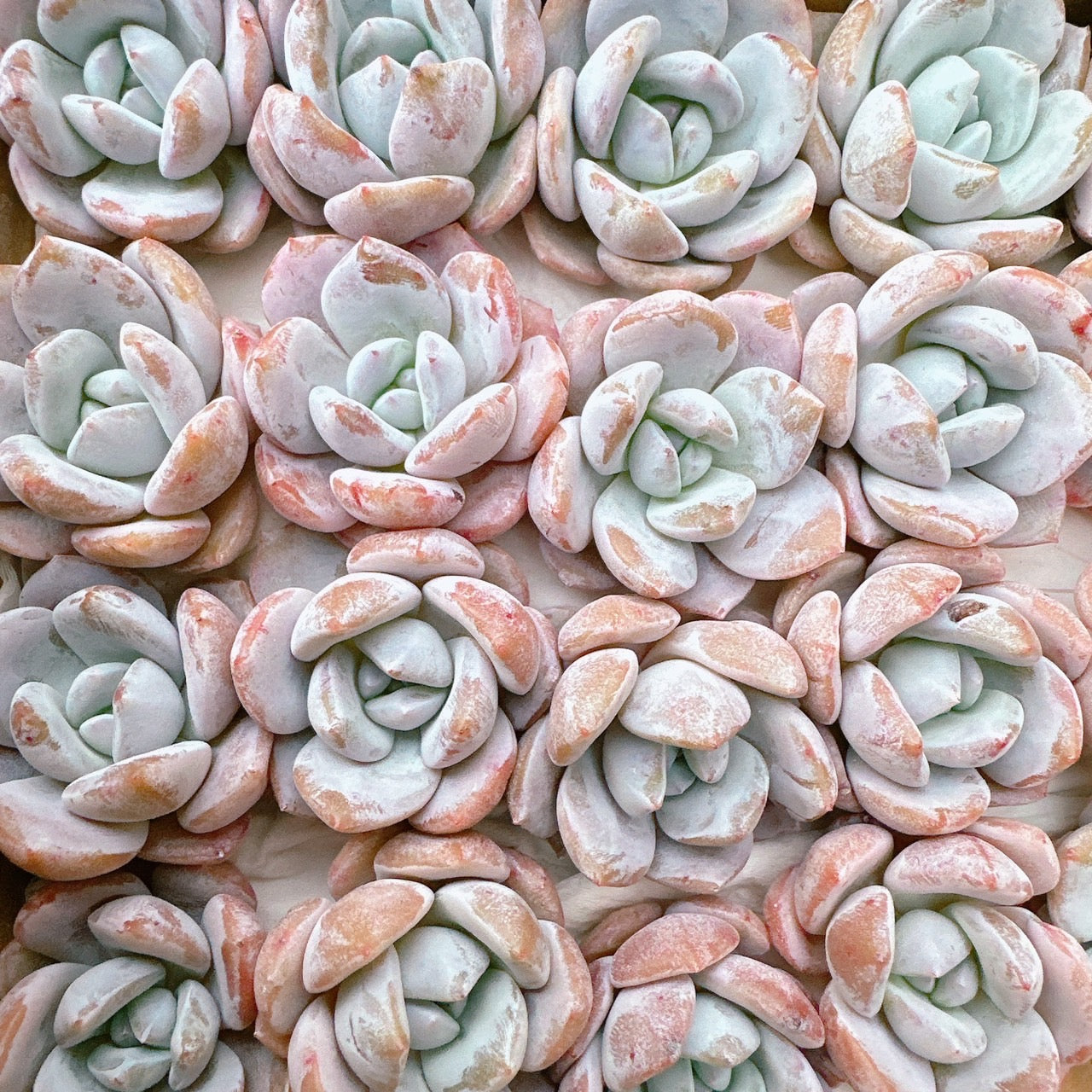 ジェリーオレンジ – Bull Succulent