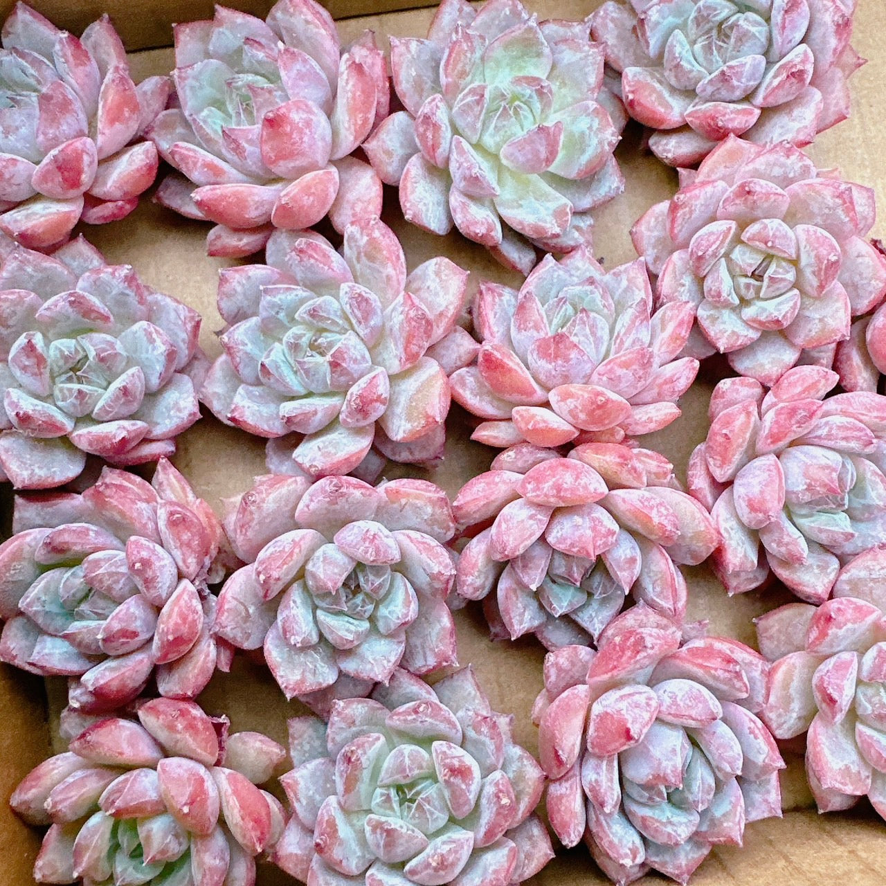 アモムム – Bull Succulent