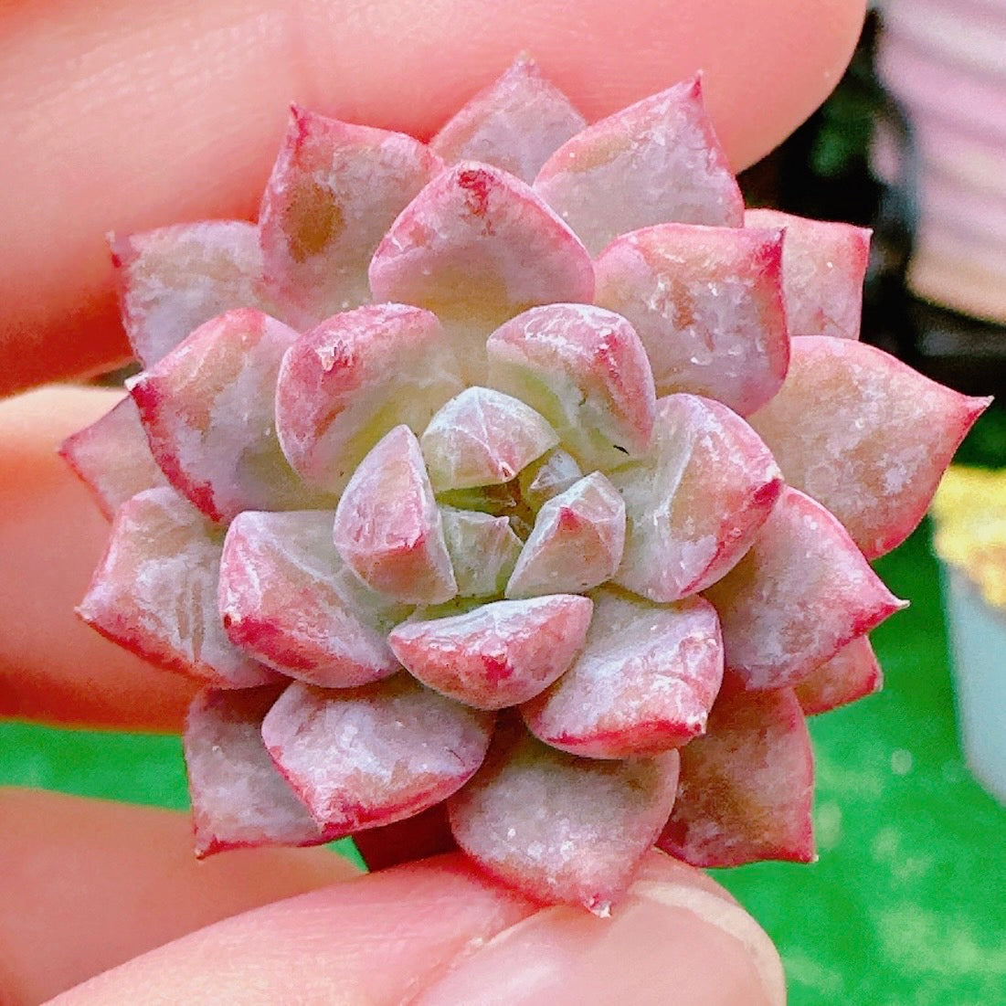 Top【選抜株】多肉植物　23522アモムム 105個　プラグトレー苗 アモムム – Bull Succulent